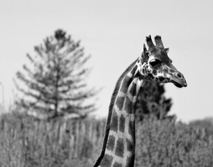 The giraffe (Giraffa camelopardalis) is an African even-toed ungulate mammal, the tallest of all extant land-living animal species, and the largest ruminant. © Daniel Meunier