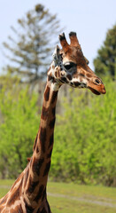 The giraffe (Giraffa camelopardalis) is an African even-toed ungulate mammal, the tallest of all extant land-living animal species, and the largest ruminant. © Daniel Meunier