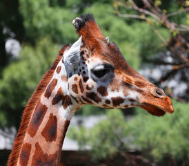 The giraffe (Giraffa camelopardalis) is an African even-toed ungulate mammal, the tallest of all extant land-living animal species, and the largest ruminant. © Daniel Meunier