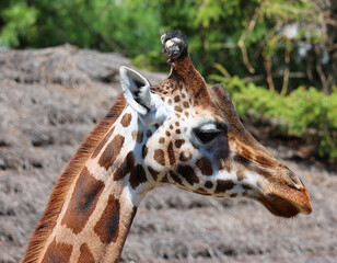The giraffe (Giraffa camelopardalis) is an African even-toed ungulate mammal, the tallest of all extant land-living animal species, and the largest ruminant. © Daniel Meunier