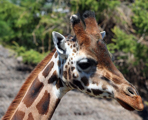 The giraffe (Giraffa camelopardalis) is an African even-toed ungulate mammal, the tallest of all extant land-living animal species, and the largest ruminant. © Daniel Meunier