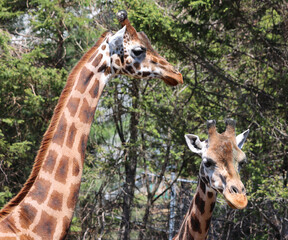 The giraffe (Giraffa camelopardalis) is an African even-toed ungulate mammal, the tallest of all extant land-living animal species, and the largest ruminant. © Daniel Meunier