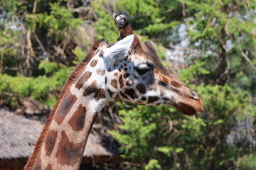 The giraffe (Giraffa camelopardalis) is an African even-toed ungulate mammal, the tallest of all extant land-living animal species, and the largest ruminant. © Daniel Meunier