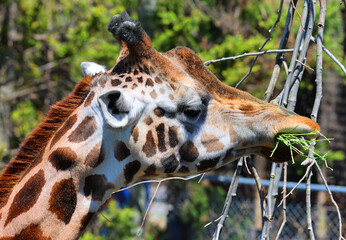 The giraffe (Giraffa camelopardalis) is an African even-toed ungulate mammal, the tallest of all extant land-living animal species, and the largest ruminant. © Daniel Meunier