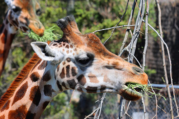 The giraffe (Giraffa camelopardalis) is an African even-toed ungulate mammal, the tallest of all extant land-living animal species, and the largest ruminant. © Daniel Meunier