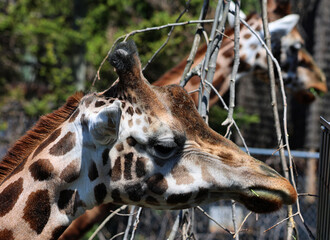 The giraffe (Giraffa camelopardalis) is an African even-toed ungulate mammal, the tallest of all extant land-living animal species, and the largest ruminant. © Daniel Meunier