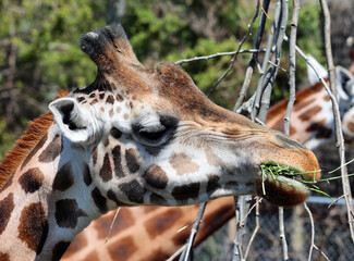 The giraffe (Giraffa camelopardalis) is an African even-toed ungulate mammal, the tallest of all extant land-living animal species, and the largest ruminant. © Daniel Meunier