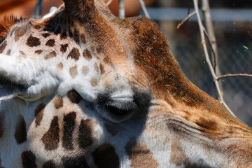 The giraffe (Giraffa camelopardalis) is an African even-toed ungulate mammal, the tallest of all extant land-living animal species, and the largest ruminant. © Daniel Meunier