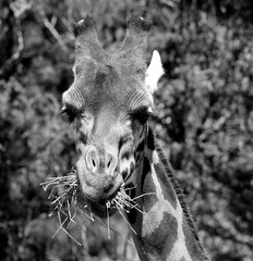 The giraffe (Giraffa camelopardalis) is an African even-toed ungulate mammal, the tallest of all extant land-living animal species, and the largest ruminant. © Daniel Meunier