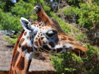 The giraffe (Giraffa camelopardalis) is an African even-toed ungulate mammal, the tallest of all extant land-living animal species, and the largest ruminant. © Daniel Meunier