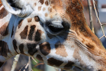 The giraffe (Giraffa camelopardalis) is an African even-toed ungulate mammal, the tallest of all extant land-living animal species, and the largest ruminant. © Daniel Meunier