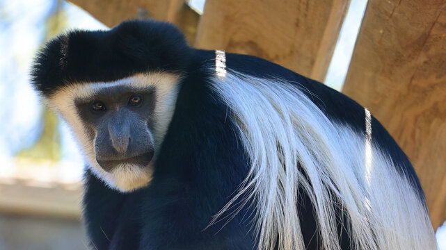 Black-and-white colobuses (or colobi) are Old World monkeys of the genus Colobus, native to Africa. They are closely related to the red colobus monkeys of genus Piliocolobus.
