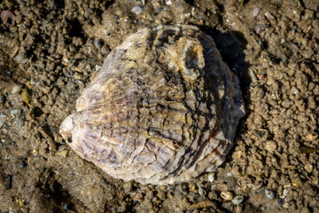 Southern Mud Oyster (Ostrea angasi), Narooma, NSW, January 2026 © Jon Steinbeck