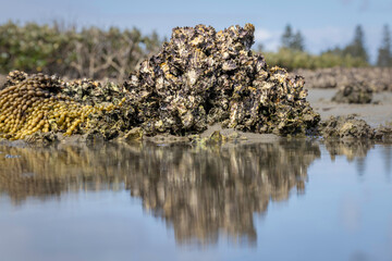 Sydney rock oyster (Saccostrea glomerata), Narooma, NSW, January 2026 © Jon Steinbeck