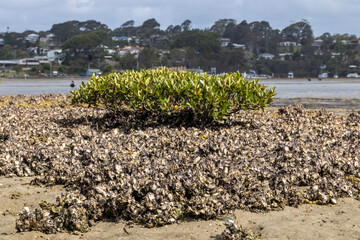 Sydney rock oyster (Saccostrea glomerata) and grey mangrove, Narooma, NSW, January 2026 © Jon Steinbeck