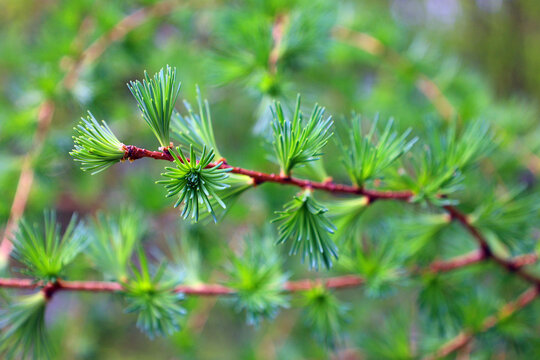In spring a Larix laricina, commonly known as the tamarack, hackmatack, eastern, black, red or American larch, is a species of larch native to Canada and pines trees