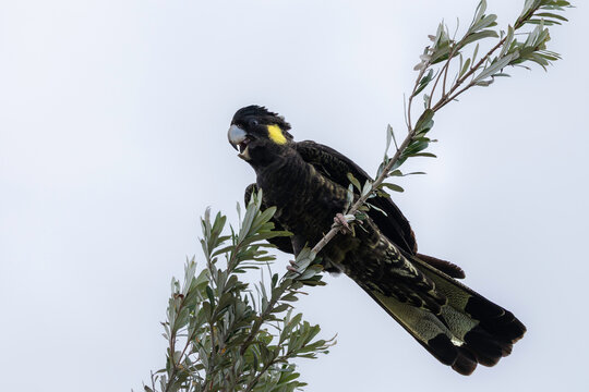 Yellow-tailed Black Cockatoo (Zanda funerea), Narooma, NSW, December 2025