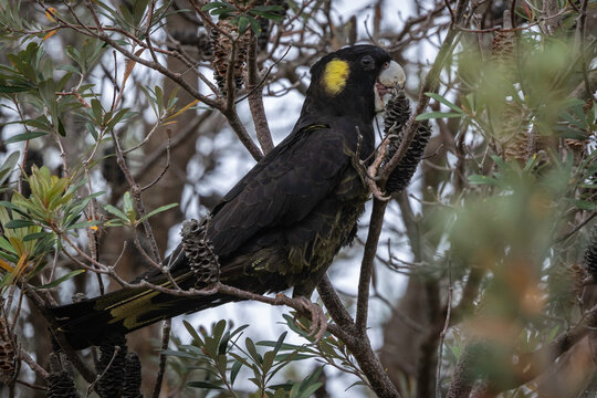 Yellow-tailed Black Cockatoo (Zanda funerea) female, Narooma, NSW, January 2026