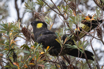 Yellow-tailed Black Cockatoo (Zanda funerea) female, Narooma, NSW, January 2026 © Jon Steinbeck