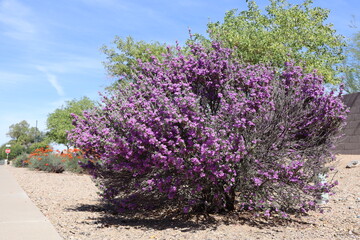 Obraz premium Sunlit Texas Sage erupts with vivid purple blooms above gravel, framed by desert shrubs, bright sky, and