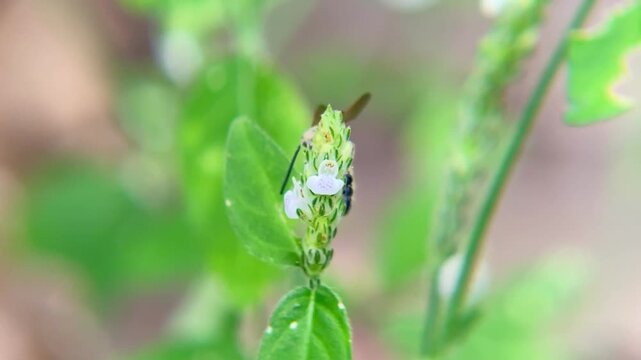 Adult Scoliid Wasp Pollinating Wildflowers in Nature Garden, Macro Close-up