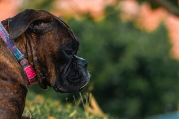 Noble Brindle Boxer Dog Profile Portrait Against Lush Green Background © Omni Visuals
