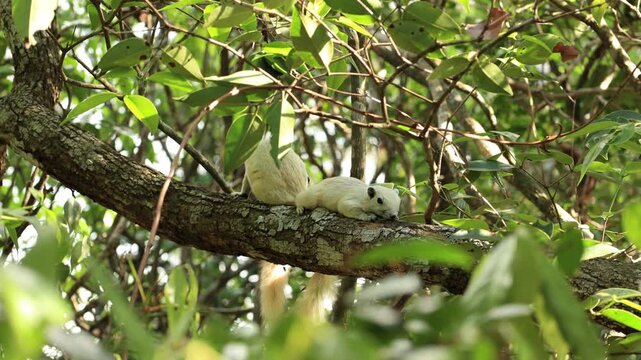 White squirrels live in trees.