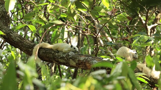 White squirrels live in trees.