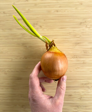 A hand holds a sprouting brown onion with fresh green growth against a timber background