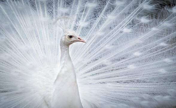 Beautiful white peacock with its tail feathers spread on display