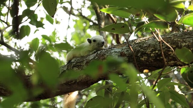 White squirrels live in trees.