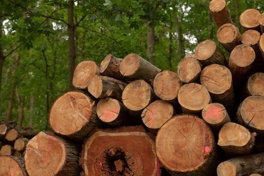 Fresh log harvest at forest clearing with stacked trunks and leafy canopy in background, seasonal atmosphere and natural resource context for rural scenes