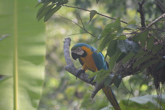Guacamayo