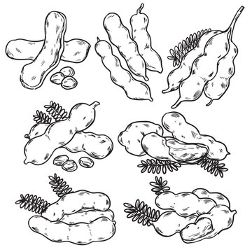 Set of hand drawn tamarind outline drawing illustration