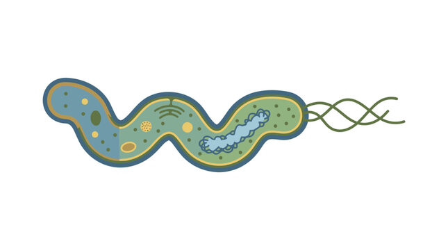 Detailed illustration of a bacterium cell.