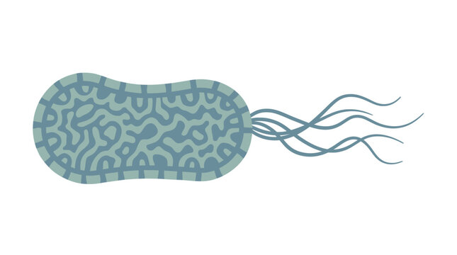 Detailed illustration of a bacterium cell.