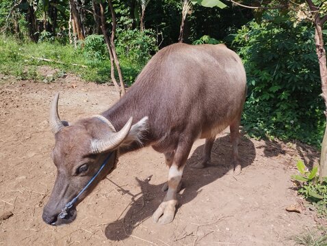 Domestic water buffalo grazing outdoors in rural farm natural environment landscape