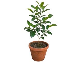 Fototapeta premium Single Young Tree Sapling in Terracotta Pot Isolated on White Background