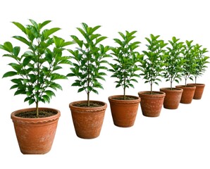 Fototapeta premium Row of Six Young Tree Saplings in Terracotta Pots Isolated on White Background