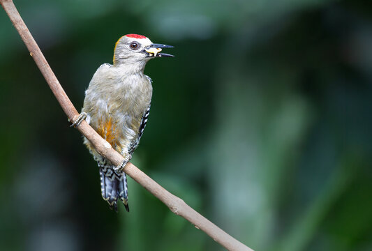 Male Hoffmann's Woodpecker (Melanerpes hoffmannii) perched on a branch with food in its beak, Costa Rica