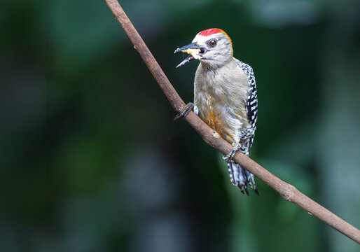 Male Hoffmann's Woodpecker (Melanerpes hoffmannii) perched on a branch with food in its beak, Costa Rica