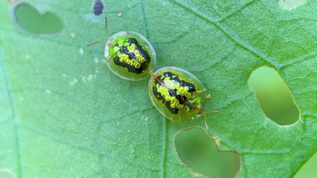 Green tortoise beetles mating on a leaf in the wild, Macro Close-up