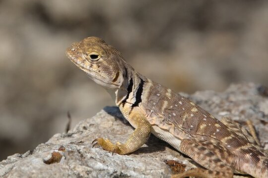 Collared lizard sunbathing on a stone