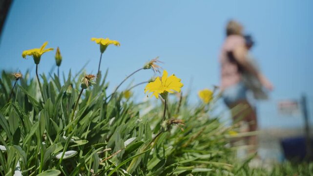 Yellow Coreopsis or Tickseed flowers are bloom in the green bushes. Isolated by blue sky and people passing by. Blurred or bokeh background. Extreme low-angle shot. 4K horizontal footage