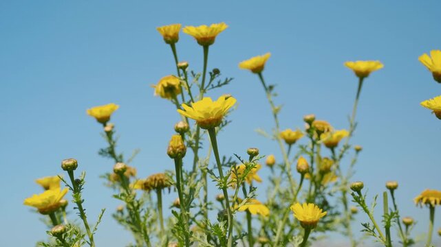 Yellow Coreopsis or Tickseed flowers are bloom in the green bushes. Isolated by blue sky and people passing by. Blurred or bokeh background. Extreme low-angle shot. 4K horizontal footage