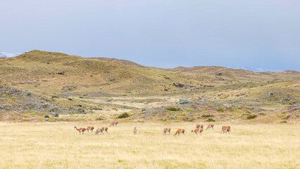 a wide shot of a herd of guanaco grazing on the pampas at torres del paine national park in patagonia, chile © chris