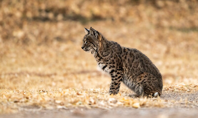 Bobcat Concentrates On Something To The Left © kellyvandellen