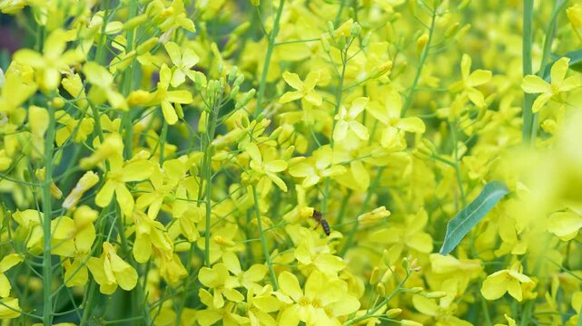 Honey bee gathering pollen from lush blossoming plant on spring field outdoors, flowering plant with yellow flowers from Brassicaceae family member of Brassica genus, Field Mustard (Brassica rapa).