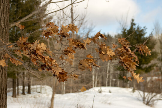 Close up macro of dry brown oak leaves clinging to a branch in a winter forest. Detailed seasonal landscape featuring marcescent foliage over a fresh white snowfield with a background tree canopy duri