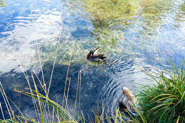 Fototapeta premium Mallard ducks swimming in crystal clear river from above - duck with beak in its feathers